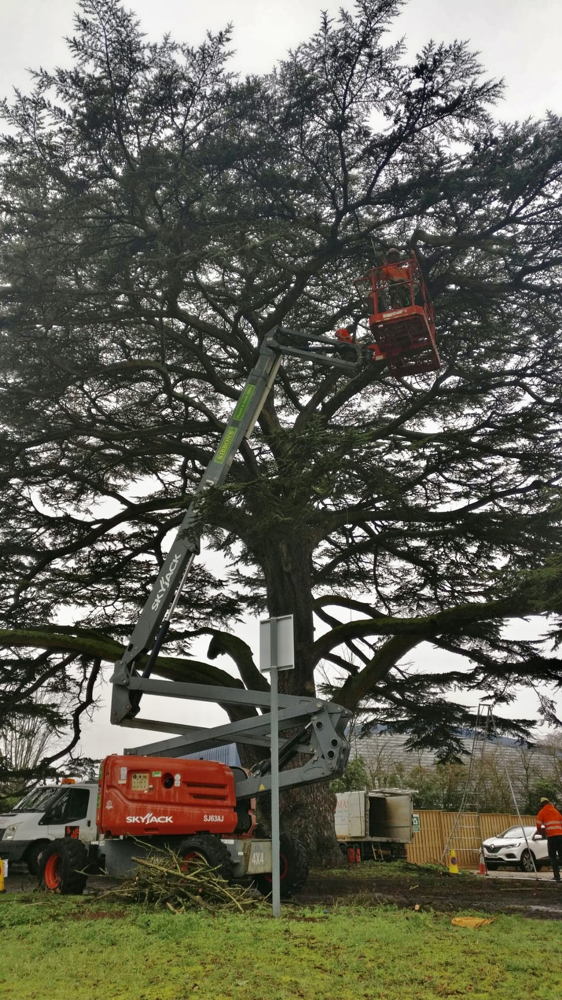 Tree surgeon removing dead and damaged branches