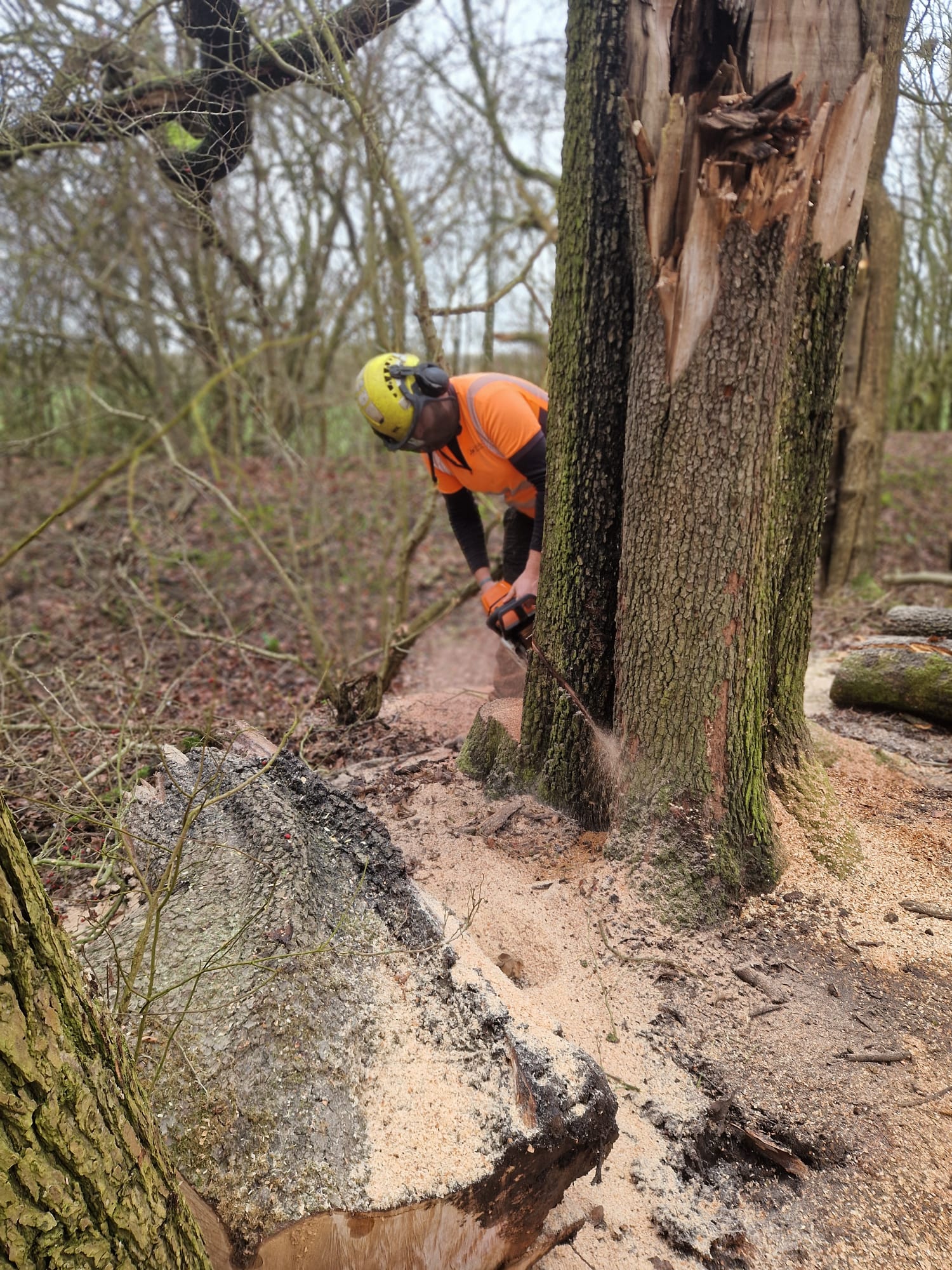 Professional woodland and estate tree management