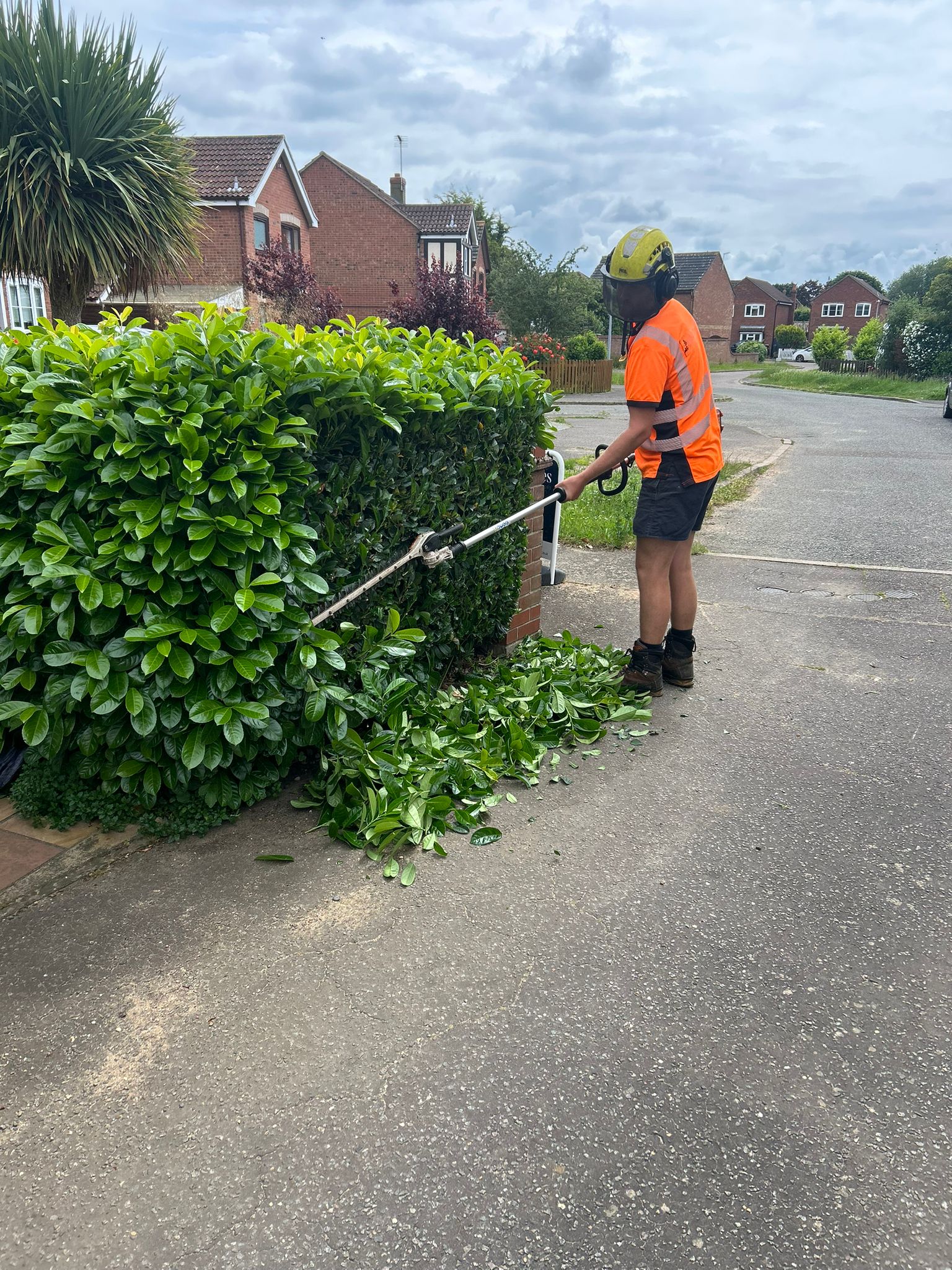 Professional hedge trimming and maintenance
