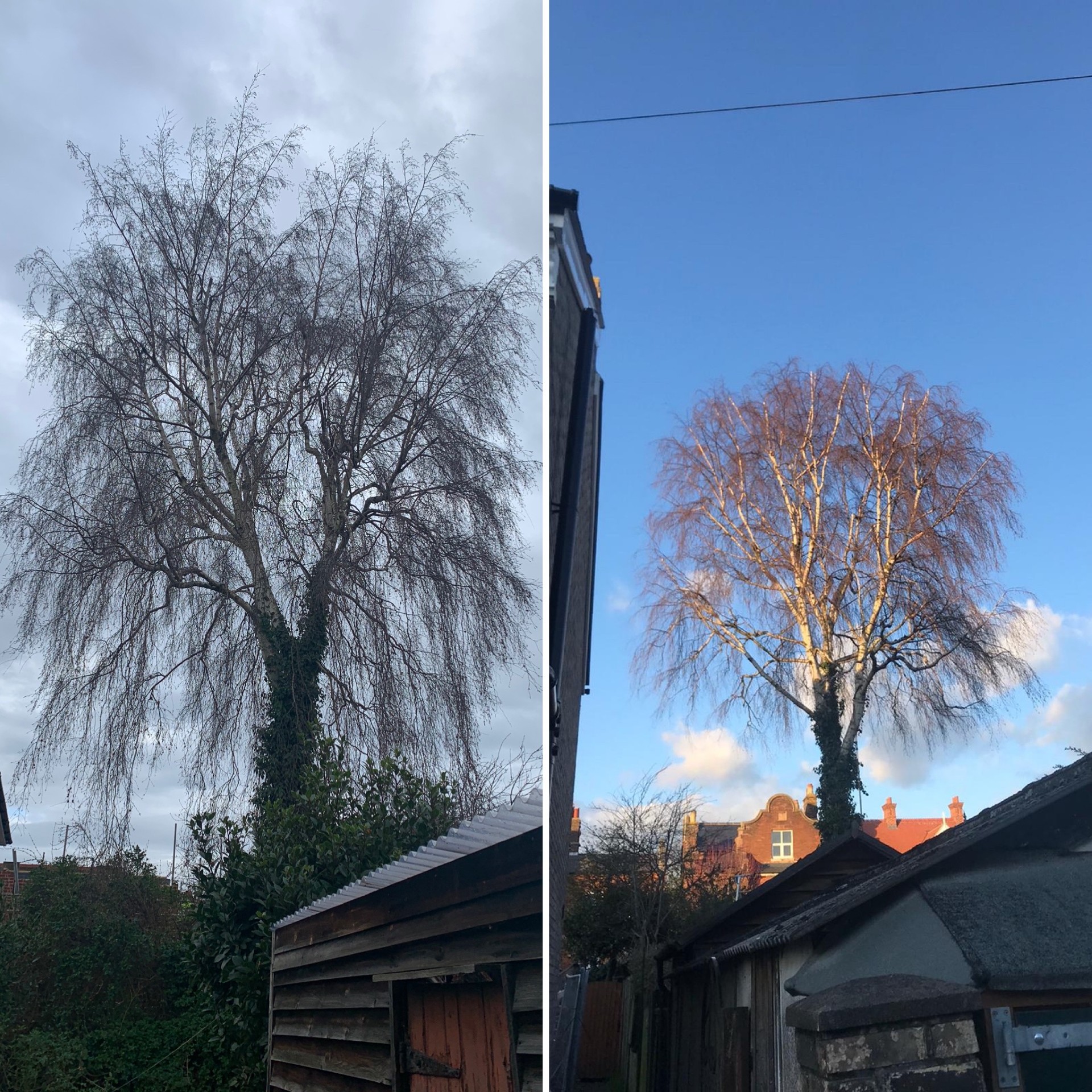 Tree surgeon completing a professional crown reduction