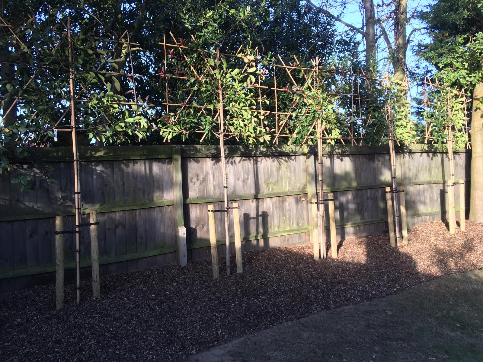 Professional planting of a new tree
